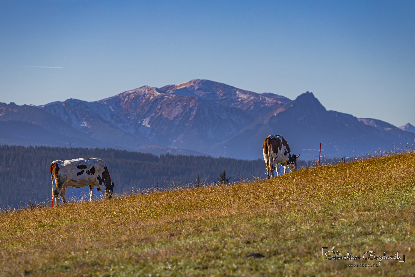 Krowy na pastwisku nad Łapszanką, w tle Tatry.