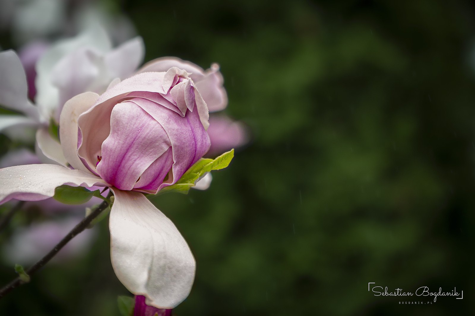 Magnolia w pierwszych kroplach deszczu, 10 kwietnia.